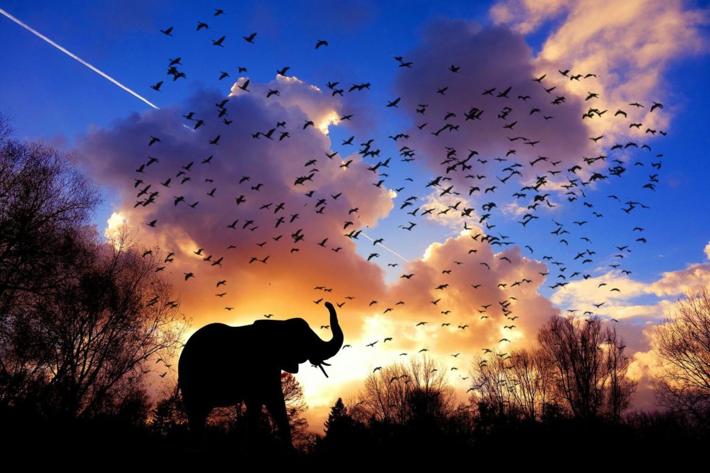Elefant i afrika