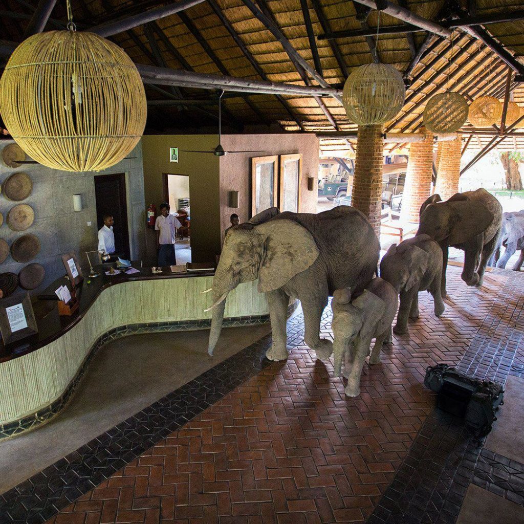 elefanter i hotel i afrika safari