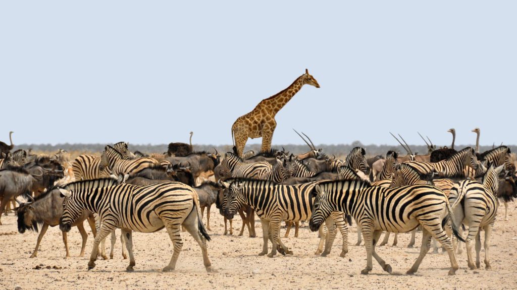 giraff zebror gnuer på savann safari afrika