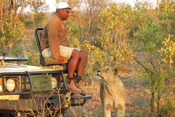 lejon vid en guide på en truck safari